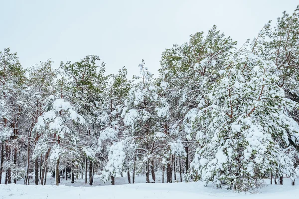 Albero di Capodanno nella foresta invernale. Bellissimo paesaggio invernale con alberi innevati. Alberi coperti di gelo e neve. Bellissimo paesaggio invernale. Ramo d'albero coperto di neve. Sfondo invernale — Foto Stock