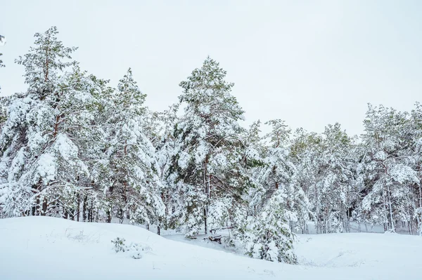 Árbol de Año Nuevo en el bosque de invierno. Hermoso paisaje de invierno con árboles cubiertos de nieve. Árboles cubiertos de heladas y nieve. Hermoso paisaje de invierno. Rama de árbol cubierta de nieve. Fondo de invierno —  Fotos de Stock