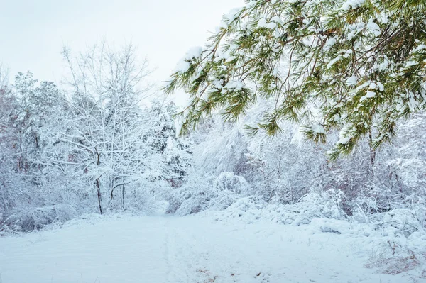 New Year tree in winter forest. Beautiful winter landscape with snow covered trees. Trees covered with hoarfrost and snow. Beautiful winter landscape. Snow-covered tree branch.