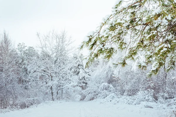 Árbol de Año Nuevo en el bosque de invierno. Hermoso paisaje de invierno con árboles cubiertos de nieve. Árboles cubiertos de heladas y nieve. Hermoso paisaje de invierno. Rama de árbol cubierta de nieve . —  Fotos de Stock