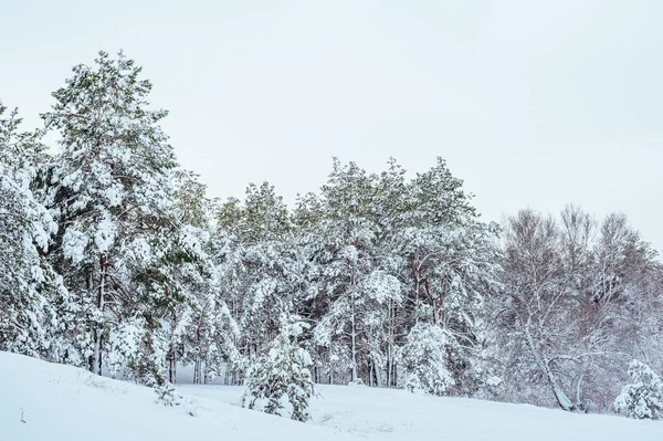 New Year tree in winter forest. Beautiful winter landscape with snow covered trees. Trees covered with hoarfrost and snow. Beautiful winter landscape. Snow-covered tree branch. — Stock Photo, Image