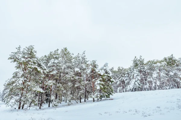 Nový rok v zimním lese strom. Krásná Zimní krajina pod sněhem pokryta stromy. Stromy pokryté jinovatka a sněhu. Krásná Zimní krajina. Zasněžený strom větev. — Stock fotografie