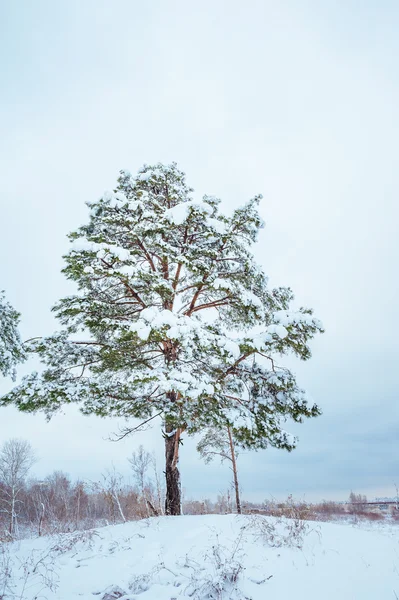 New Year tree in winter forest. Beautiful winter landscape with snow covered trees. Trees covered with hoarfrost and snow. Beautiful winter landscape. Snow-covered tree branch.