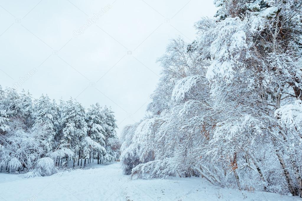 New Year tree in winter forest. Beautiful winter landscape with snow covered trees. Trees covered with hoarfrost and snow. Beautiful winter landscape in the forest. Sunset