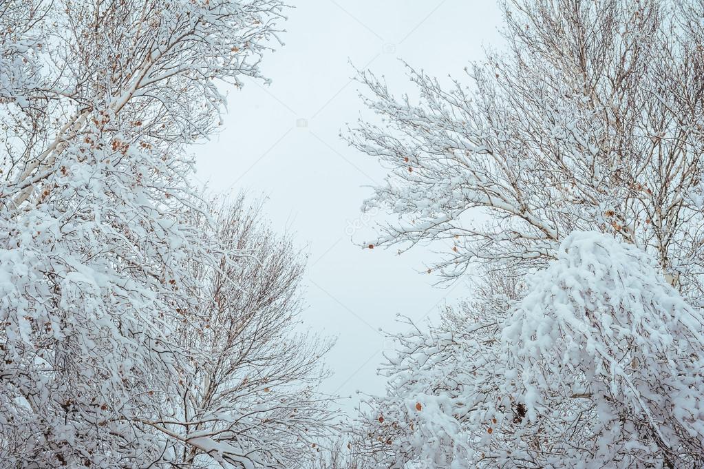 New Year tree in winter forest. Beautiful winter landscape with snow covered trees. Trees covered with hoarfrost and snow. Beautiful winter landscape in the forest.