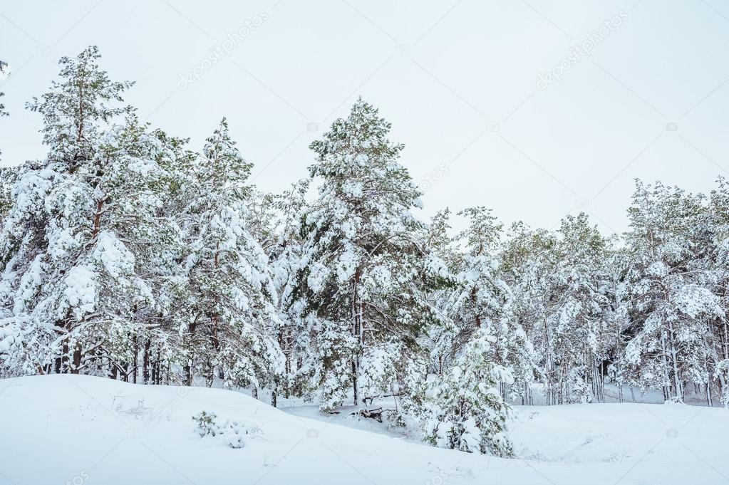 https://st2.depositphotos.com/3238989/7178/i/950/depositphotos_71788999-stock-photo-new-year-tree-in-winter.jpg