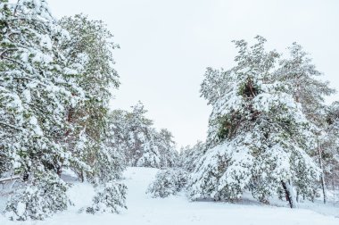 Yeni yıl ağacı kış orman içinde. Ağaçlar güzel kış manzarası kar ile kaplı. Ağaçlar hoarfrost ve kar ile kaplı. Güzel kış manzarası. Karla kaplı ağaç dalı. Kış arka plan.