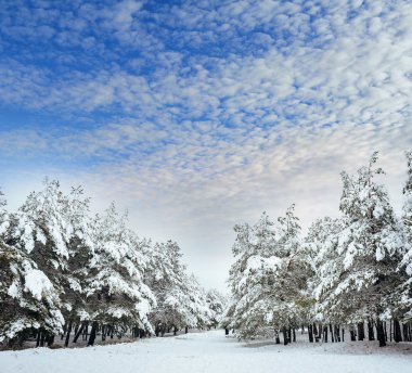 Yeni yıl ağacı kış orman içinde. Ağaçlar güzel kış manzarası kar ile kaplı. Ağaçlar hoarfrost ve kar ile kaplı. Ama