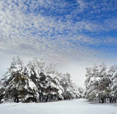 Yeni yıl ağacı kış orman içinde. Ağaçlar güzel kış manzarası kar ile kaplı. Ağaçlar hoarfrost ve kar ile kaplı. Ama