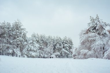 Yeni yıl ağacı kış orman içinde. Ağaçlar güzel kış manzarası kar ile kaplı. Ağaçlar hoarfrost ve kar ile kaplı. Ama