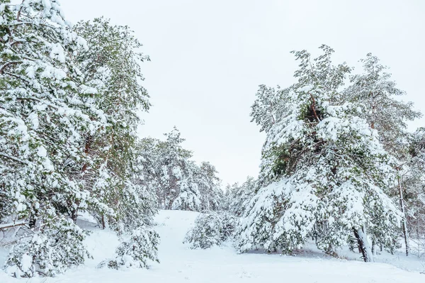 New Year tree in winter forest. Beautiful winter landscape with snow covered trees. Trees covered with hoarfrost and snow. Beautiful winter landscape. Snow-covered tree branch. Winter background. — Stock Photo, Image