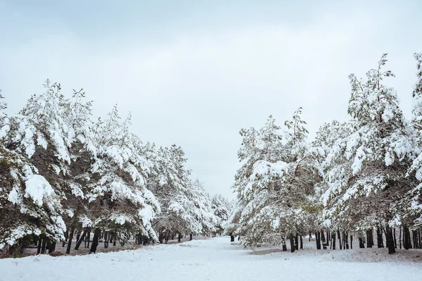 Yeni yıl ağacı kış orman içinde. Ağaçlar güzel kış manzarası kar ile kaplı. Ağaçlar hoarfrost ve kar ile kaplı. Ama