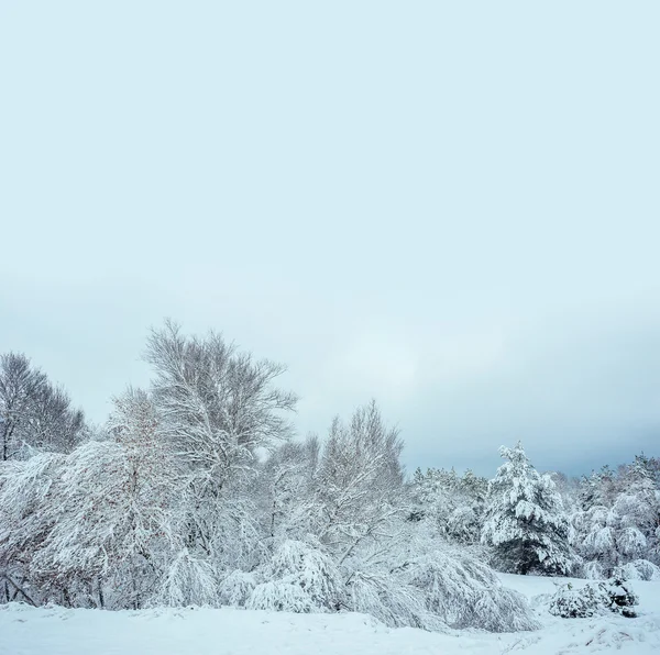 New Year tree in winter forest. Beautiful winter landscape with snow covered trees. Trees covered with hoarfrost and snow. But