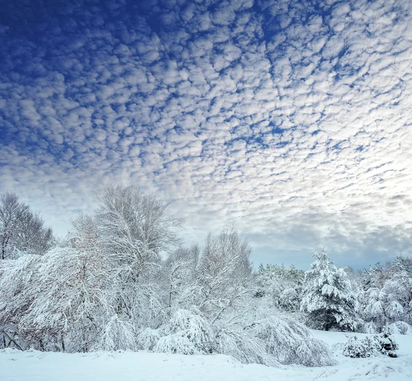 Новогодняя елка в зимнем лесу. Зимний пейзаж со снежными деревьями. Деревья покрыты инеем и снегом. Но... — стоковое фото