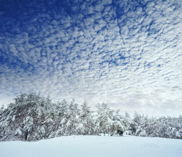 Новорічна ялинка в зимовому лісі. Прекрасний зимовий пейзаж із засніженими деревами. Дерева покриті морозом і снігом. Але — стокове фото
