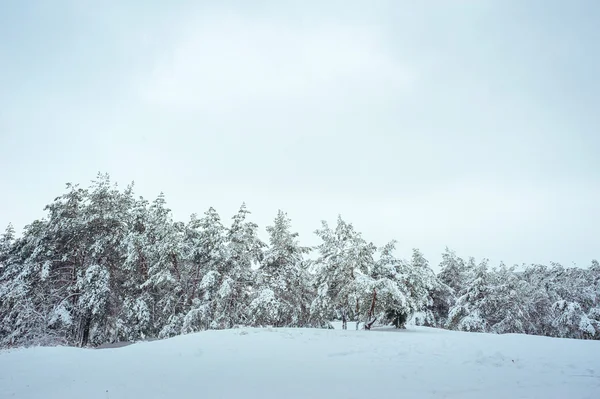 Nový rok v zimním lese strom. Krásná Zimní krajina pod sněhem pokryta stromy. Stromy pokryté jinovatka a sněhu. Ale — Stock fotografie