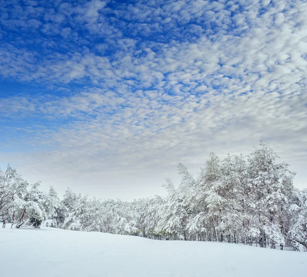 新的一年中冬季森林树。美丽的冬天景观与雪覆盖树木。树木覆盖着霜和雪。但 — 图库照片