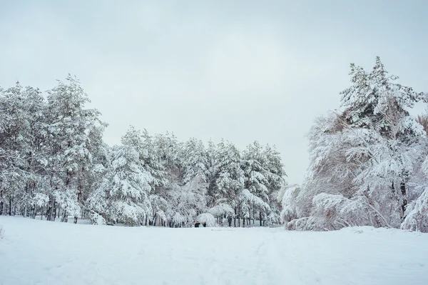 Árbol de Año Nuevo en el bosque de invierno. Hermoso paisaje de invierno con árboles cubiertos de nieve. Árboles cubiertos de heladas y nieve. Pero... — Foto de Stock