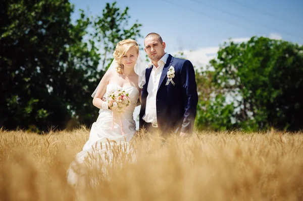 Junges schönes Hochzeitspaar umarmt sich auf einem Feld mit Grasohren. — Stockfoto