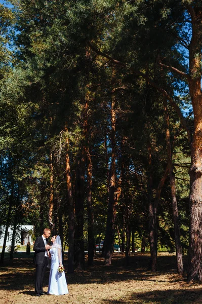 Gelin ve damat, düğün günü açık havada yürüyüş Doğa bahar. mutlu yeni evli kadın ve erkek yeşil park kucaklayan gelin çift. sevgi dolu evlilik çift açık. — Stok fotoğraf