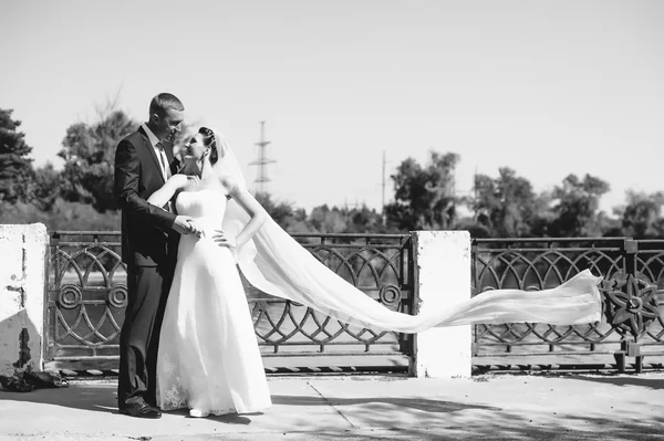 newly married couple.wind lifting long white bridal veil. bride and groom with the pink shawl.