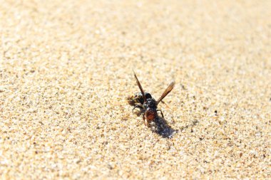 Hatta arılar bunu...