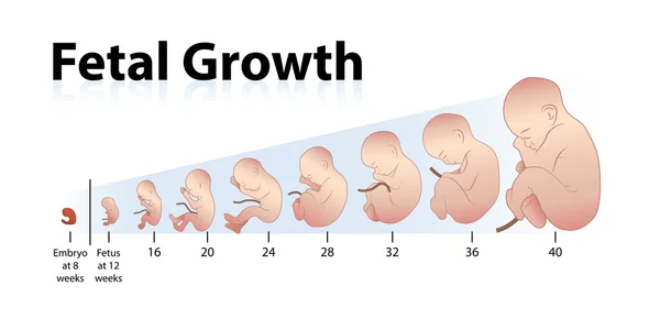 Illustrazione della crescita fetale — Vettoriale Stock