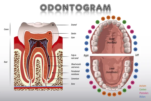 Odontogramme. Diagramme des dents — Image vectorielle