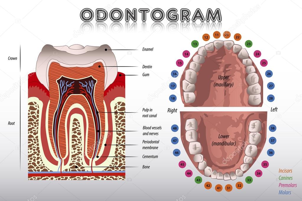 Odontogram. Tooth Diagram
