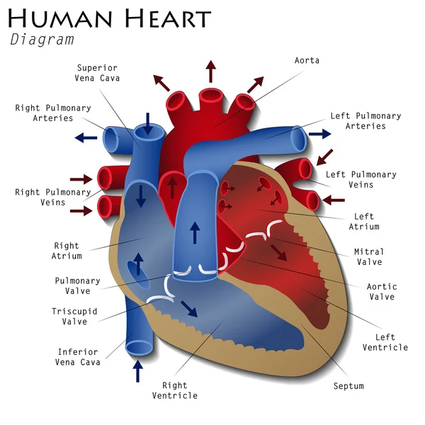 real heart diagram