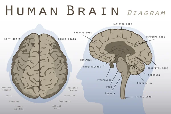 Diagrama del cerebro humano — Vector de stock