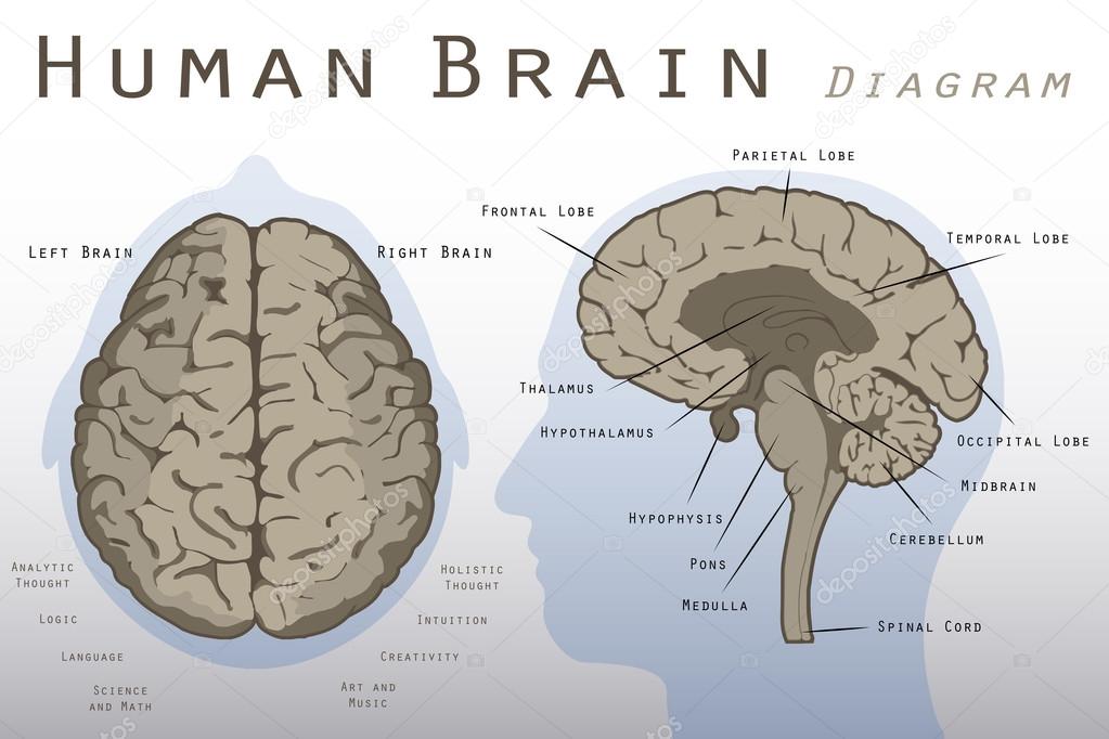 Human Brain Diagram