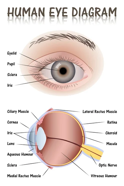 Diagramma dell'occhio umano — Vettoriale Stock