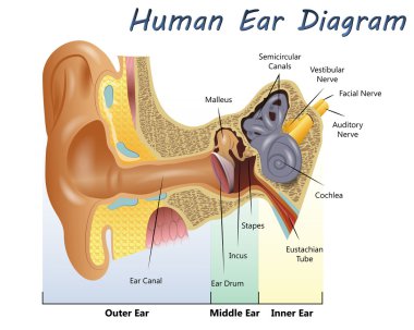 Human Ear Diagram clipart