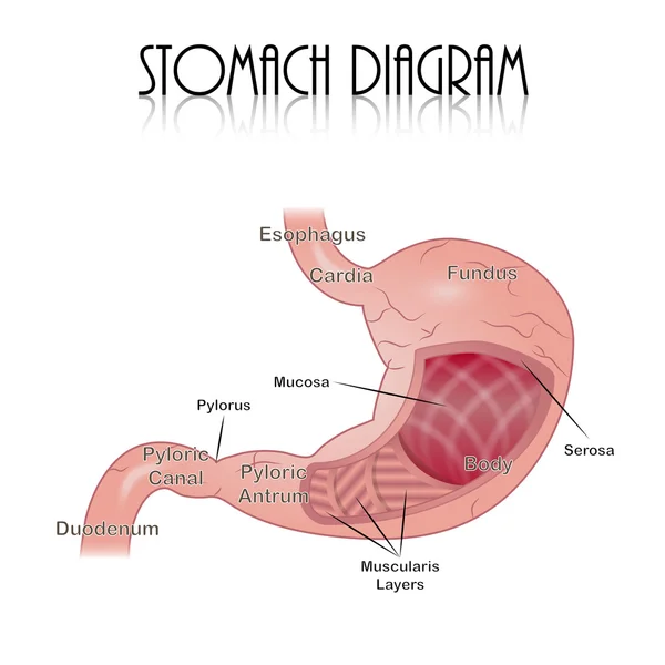 Diagrama del estómago — Vector de stock