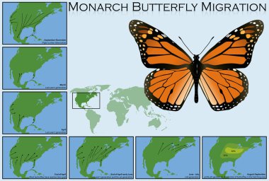 Monarch kelebek geçiş