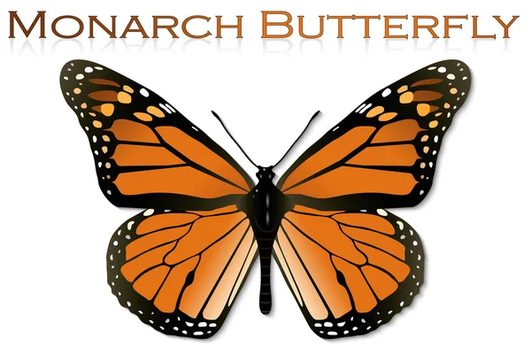Papillon monarque — Image vectorielle