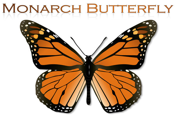 Бабочка-монарх
