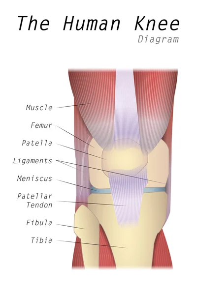 The Human Knee Diagram — Stock Vector