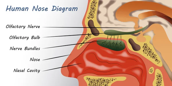 Diagramma del naso umano — Vettoriale Stock