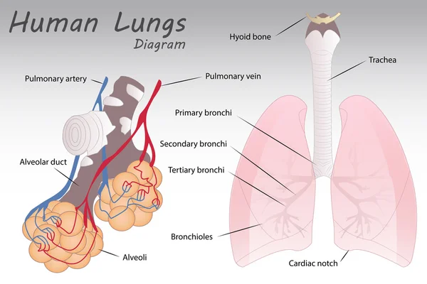 Diagrama de pulmones humanos — Archivo Imágenes Vectoriales