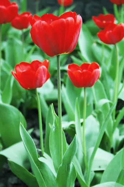 Tulpen Rechtenvrije Stockfoto's