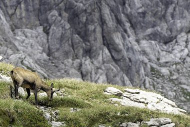 Alman Alpleri 'nin Nebelhorn bölgesindeki yemyeşil çimlerde bir papağan otlar. Yükselen kayalık kayalıklar, hayvanın huzurlu ortamının tadını çıkarırken çarpıcı bir zemin sağlar..