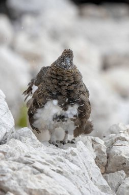 Bir Rock Ptarmigan Nebelhorn 'da kayalık zeminde duruyor ve eşsiz tüylerini sergiliyor. Sahne, bulutlu bir gökyüzüne karşı kurulmuş Alman Alplerinin engebeli güzelliğini yakalıyor..