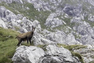 Alman Alpleri 'nin Nebelhorn bölgesinde kameraya bakan kayalık bir çıkıntının üzerinde bir papağan duruyor. Uzun otlar, açık gökyüzünün altında doğal ve sakin bir manzara yaratır..