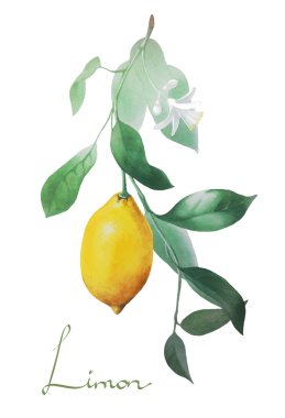Çizilmiş watecolor limon el.