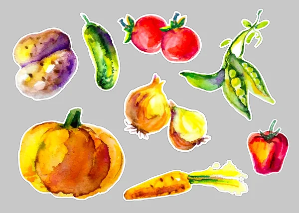 Artistic watercolor vegetables — Stock Vector