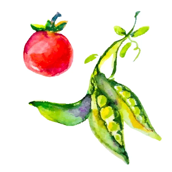 Biografia de legumes aquarela —  Vetores de Stock