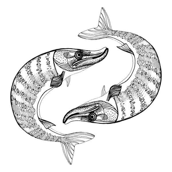 Northern pike fish — Stock Illustration Northern pike fish Stock Illustration
