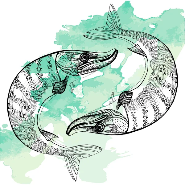 Hand draw northern pike — Stock Illustration Hand draw northern pike Royalty Free Stock Illustrations